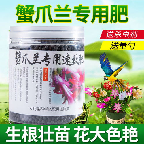 蟹爪兰专用肥料的选择与使用全攻略